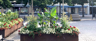 Fem miniparker planteras på Stora torget