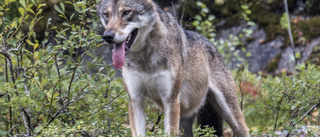 Jakten slut – färre vargar än tillåtet skjutna