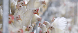 FHM ökar bevakning kring fågelinfluensa