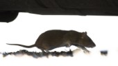 Nya vapnet mot råttorna i gallerian: Elektriska fällor 