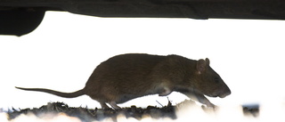 Nya vapnet mot råttorna i gallerian: Elektriska fällor 