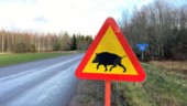 Rikligt med vildsvin på vägarna – fyra viltolyckor på 30 minuter 