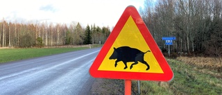 Rikligt med vildsvin på vägarna – fyra viltolyckor på 30 minuter 