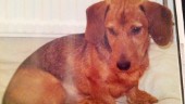 Annmaris tax dog efter veterinärbesök: "Jag har betalat för att de tog livet av min hund och jag får inte ens en ursäkt"