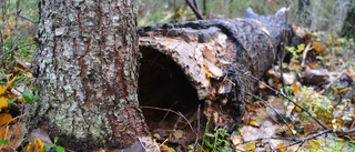 Hög tid att ställa om skogsbruket i Luleå