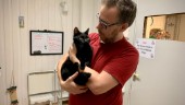 Hemlösa katter i fokus under kampanjvecka – djurhemmet i Skogstorp: "Behöver foder i stora mängder"