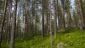 Största skogsägarna i Västerbotten – här är 30 i topp • Störste skogsägaren bor utanför länet