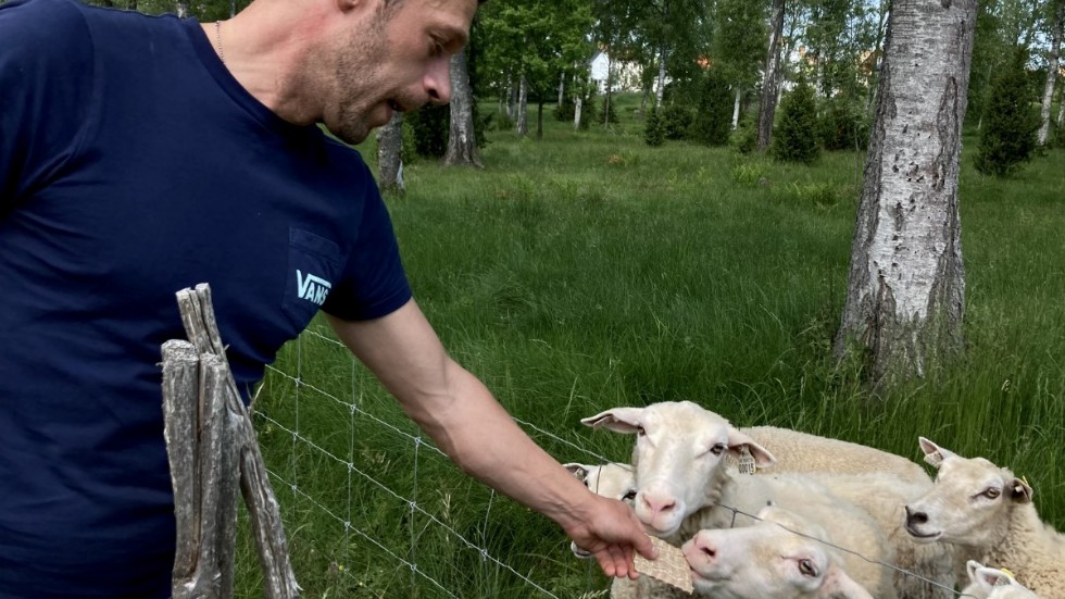 Robert Blomberg tycker att det är roligt att hans får är så uppskattade.