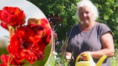 Fräckt tilltag i Örtagården • Flera rosbuskar borta • "De gräver upp dem för att ha dem själva"