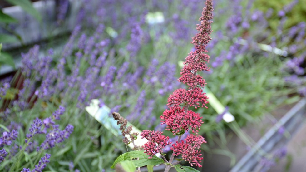 En trend i trenden är att plantera växter som gynnar fjärilar och bin. Fjärilsbusken och lavendel är två populära växter som senaste tiden sålt bra på Vidersborg Plantskola. 