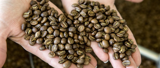 Torka och frost ger dyrare kaffe