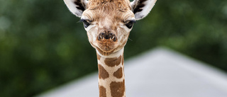 Nej, giraffen Doris och björnen Bengt kommer inte till Oxelösund