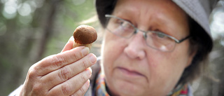 Så blir årets svampsäsong: ”Har varit knastertorrt” • Experten: Här hittar du ”Skelleftedelikatessen”
