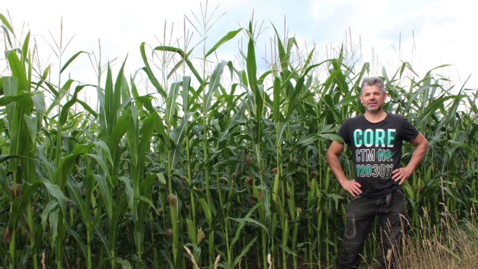 Per Svensson, lantbrukare på Lörstad, är nöjd med hur majsen har utvecklats i år.