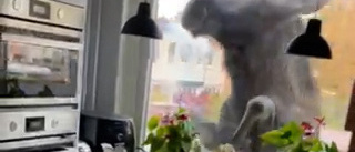 Se när älgen attackerar köksfönstret – chockad familj filmade