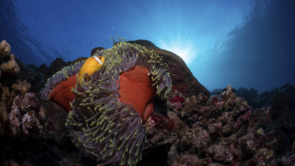 En clownfisk vid ett korallrev utanför Maldiverna. Korallreven påverkas när vi människor förändrar balanser för planetens system genom bland annat koldioxidutsläpp och utfiskning. Arkivbild.