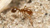 Fruktad myra upptäckt i Italien – kan spridas