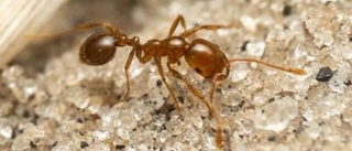 Fruktad myra upptäckt i Italien – kan spridas över Europa 
