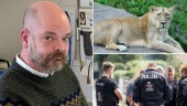 Lejondrama i Berlin – Daniel från Nyköping hördes som viltexpert