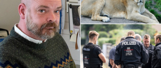 Lejondrama i Berlin – Daniel från Nyköping hördes som viltexpert