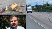 Hårt trafiktryck mitt i Trosa – streetrace och påkört rådjurskid