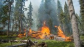 Flest skogsbränder i länet i Valdemarsvik 2022