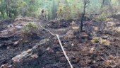 Nya siffror: Här brann det mest skog i fjol