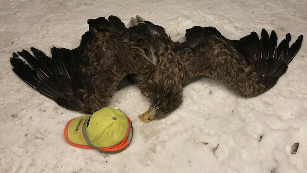 Udda smitningsolyckan: Örnen påkörd