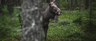 Så skapar vi en stabil älgstam