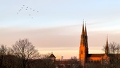 Här flyger granen över Uppsala slott – se julgransflygningen!