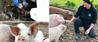 Svinpesten skapar oro i landet – men glada grisar i Järvtjärn