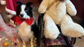 Hunden Chip ger stöd till svårt sjuka barn: "Ett otroligt hjärta"