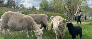 Efter ett år av väntan – äntligen fick Anja, 10, träffa fåren igen: "De är så söta"