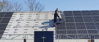 Intresset för solel ökar – 16 nya solcellsparker i Sverige: "Människor vill tjäna pengar och bidra till omställningen"
