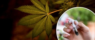 Stor konferens om cannabis till Gotland