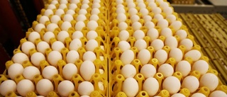 Ingen oro för äggbrist på Gotland