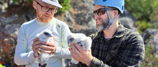 De firar sig nedför berget – för att kontrollera rovfåglarnas ungar: "Det är ju top notch"