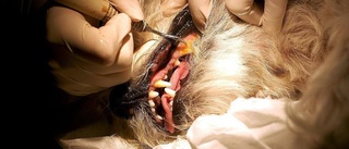 Man åtalas för att inte ha gett sin hund tandvård