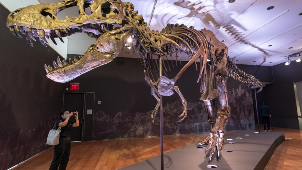 En glad köpare har plötsligt ett betydligt mer välfyllt hem, sedan den köpt Stan, ett av världens största och nästintill kompletta Tyrannosaurus rex-fossiler. Arkivbild.