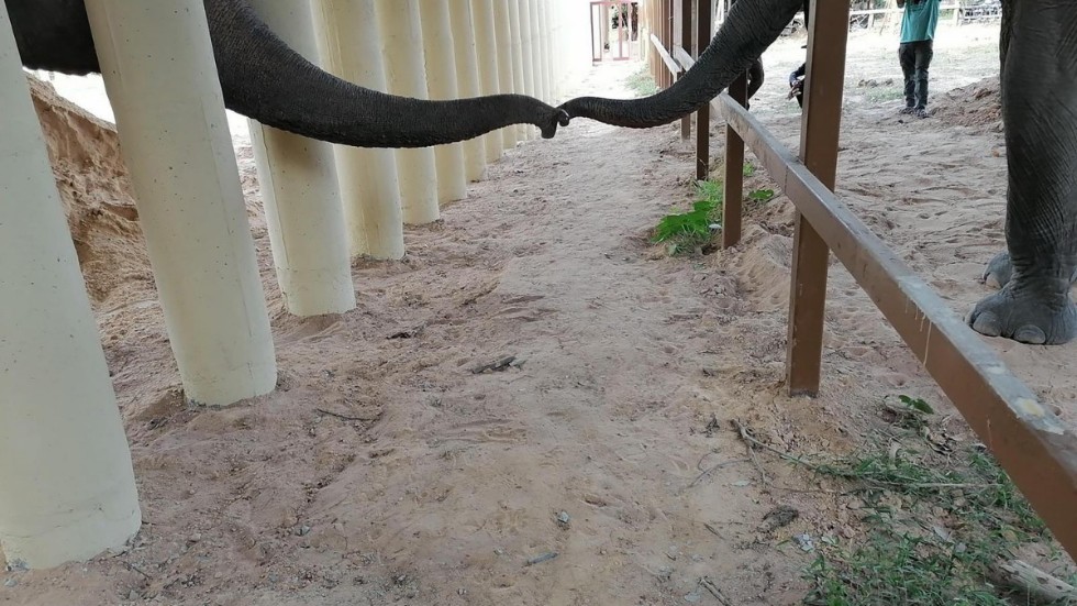 Kaavan, till vänster, sträcker ut sin snabel och får kontakt vid elefantreservatet Kulen Prom Tep i Kambodja.