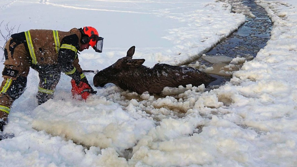 Daniel Svakko Holm sågade upp en ränna i isen så att älgen kunde ta sig upp på fast mark igen.