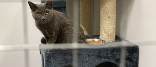Hemlösa katter: "Lämnas i burar"