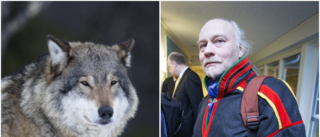 Närgången varg runt byar i Kiruna – samebyn: "Bekymmer"