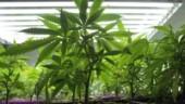 Odlade cannabis i skogen - skyllde på sina knän