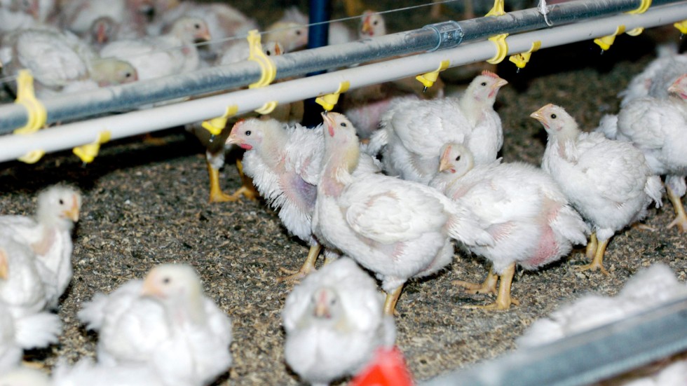 Utbrottet av fågelinfluensan fortsätter. Senast att drabbas är en gård med slaktkycklingar. Arkivbild.