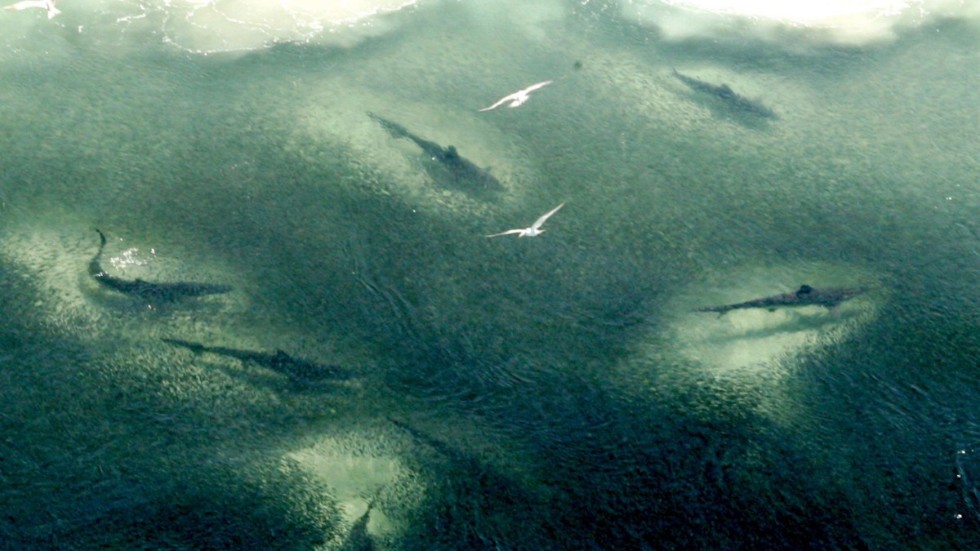 En grupp stora hajar som festar på ett fiskstim på Australiens östkust. Arkivbild.