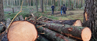 Kraftig ökning av priset på skogsmark