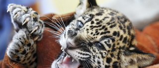 Jaguarungar räddade från att säljas utomlands