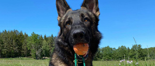 Hunden Modig hjälpte polisen hitta försvunnen person