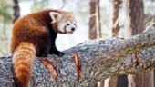 Kolmården stöttar projekt för röda pandor